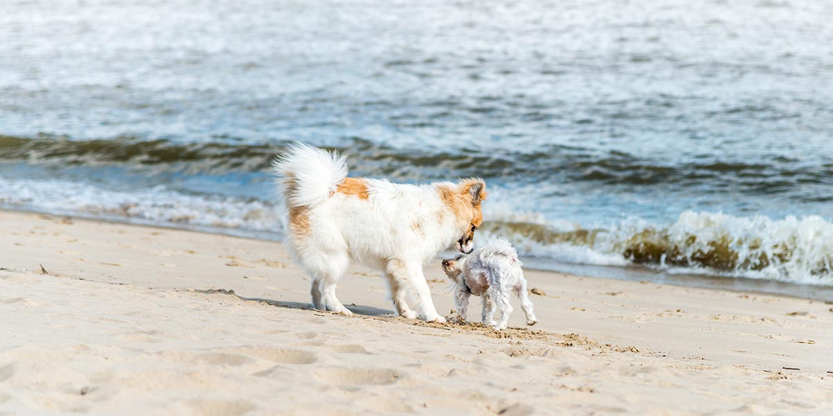 Am Elbstrand gibt es viel zu Erleben